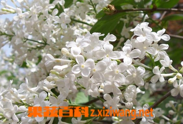 丁香的功效与作用