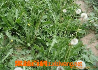 蒲公英的功效与作用