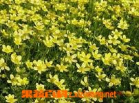 什么是猫爪草 猫爪草的功效与作用