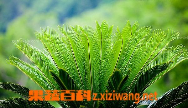 铁树叶的功效与作用