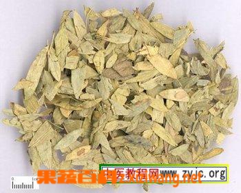 番泻叶的功效与作用和番泻叶的药用价值