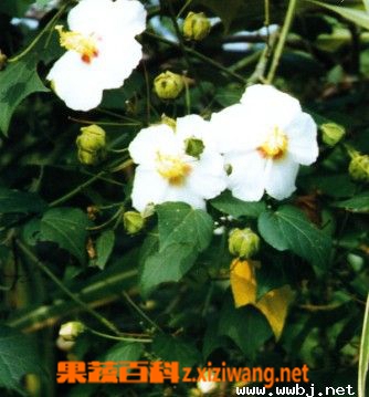 山芙蓉的功效与作用