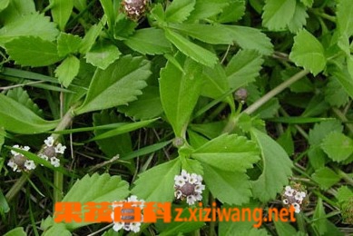 马鞭草的功效与作用