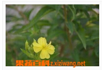 山芝麻的功效与作用
