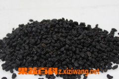 女贞子的功效与作用及食用禁忌