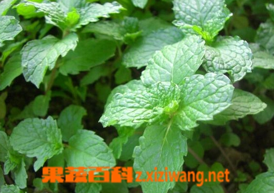 香花菜的功效与作用