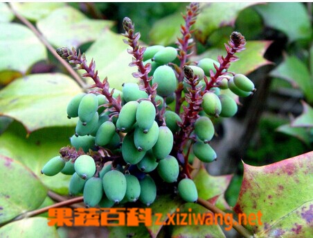 功劳木的功效和作用