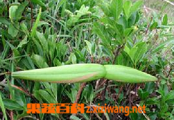 羊角柳的功效与作用