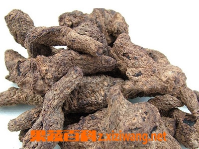 地黄的功效与作用