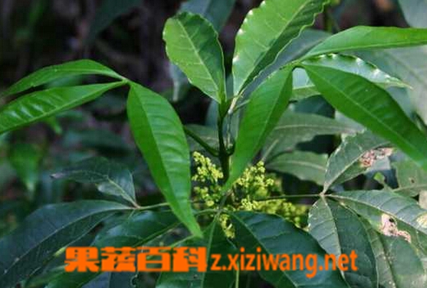 中药三丫苦叶图片 三丫苦叶的功效与作用