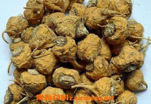 吃玛卡的禁忌 哪些人不能吃玛卡
