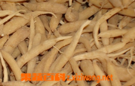 沙参的功效与药用作用