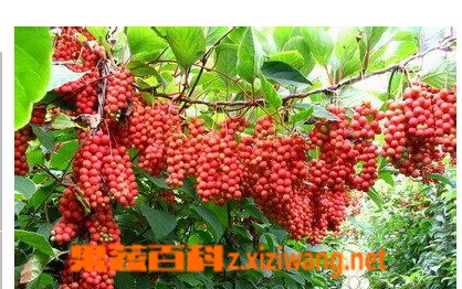 五味子功效和作用有哪些