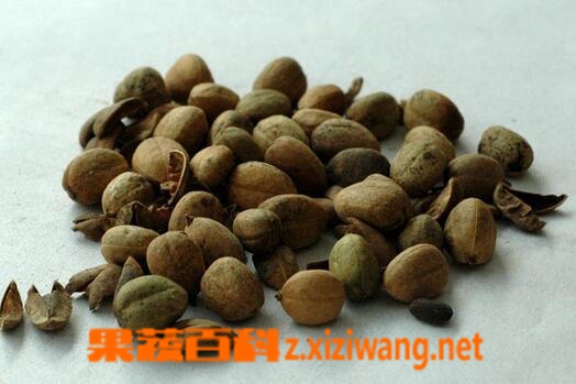 巴豆的药用价值与功效