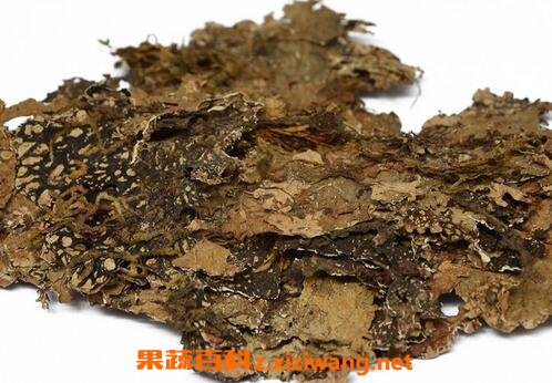 中药老龙皮的功效与作用 老龙皮的药用价值