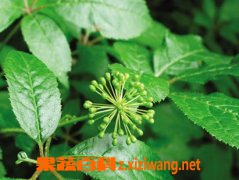 刺五加的功效与作用