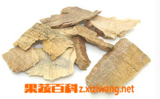 松节的功效与作用