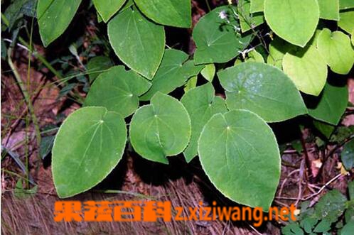 淫羊藿的功效与作用 淫羊藿的药用价值