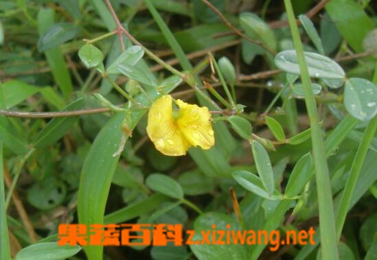 中药丁癸草的功效与作用