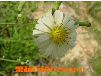 金盏银盘的功效与作用