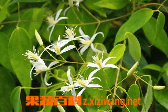 甘草功效与作用有哪些