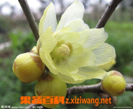 腊梅花的功效与作用