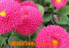 千日红的功效与作用