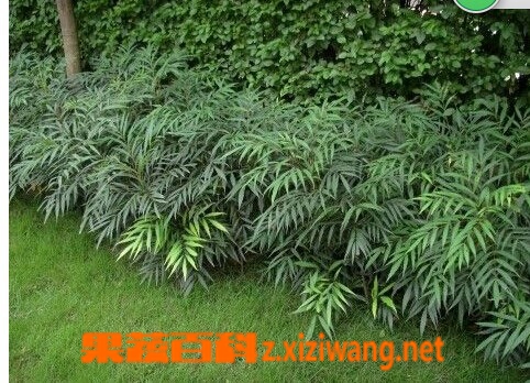 阔叶大十功劳的功效与作用