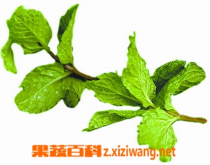 新鲜的薄荷叶怎么吃 新鲜的薄荷叶吃法
