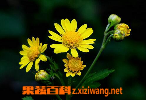 野菊的功效与作用 野菊的药用价值