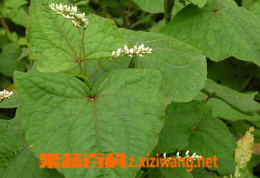 金荞麦的药用价值与具体用法