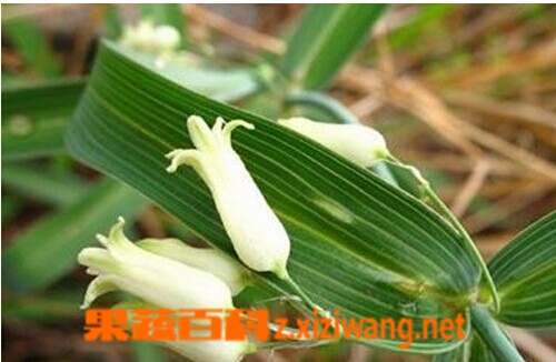 黄精的功效与作用及食用方法