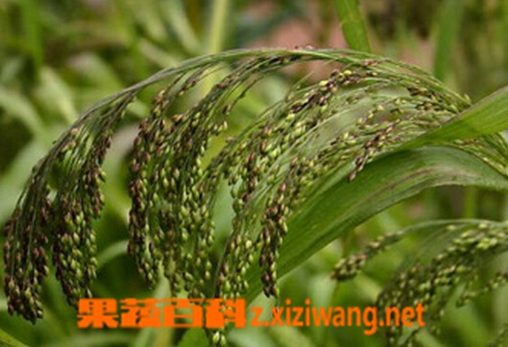 水蓢根的功效与作用