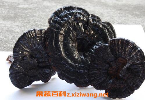 林芝是什么 林芝的功效和作用