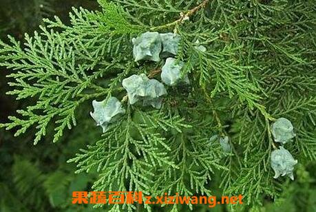 侧柏叶的功效和药用价值