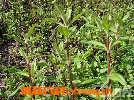 生甘草的功效作用和药用价值