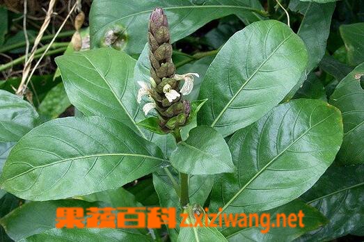 大驳骨的来源与功效