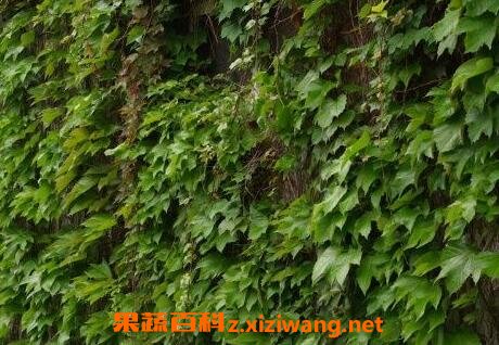 长青藤的功效作用 长青藤的药用价值