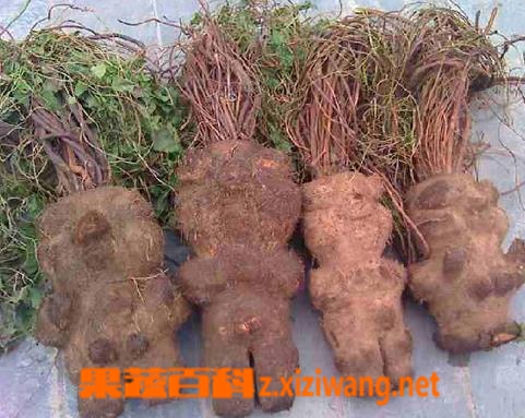 何首乌的功效与作用及食用方法