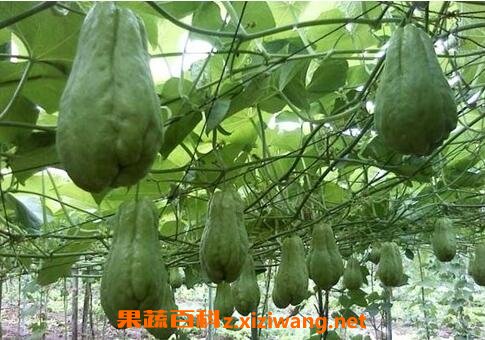 佛手果根的药用价值与功效