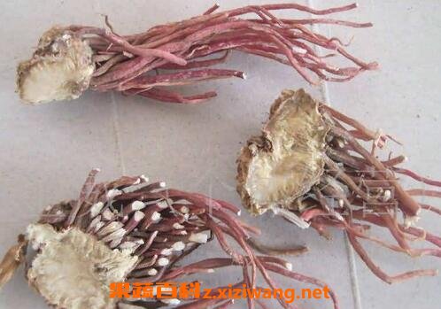 紫芫的功效与作用 紫芫的药用价值