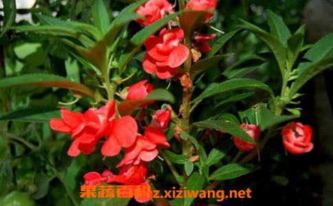 指甲草泡水喝有什么功效