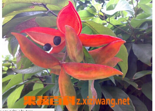 苹婆营养成份和功效作用