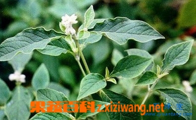 苍术功效与作用