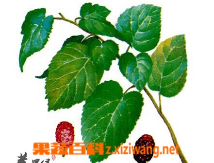 桑叶的功效与作用和食用方法