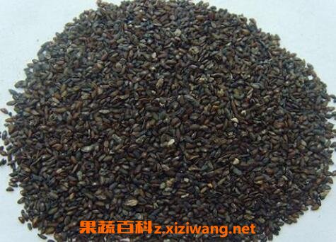 车前子的药用价值与副作用