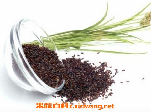 车前子的药用价值与副作用