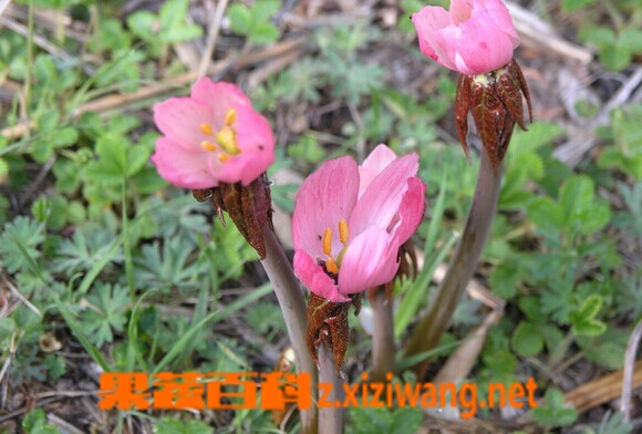 桃儿七的功效与作用