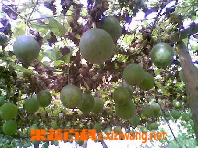 瓜蒌是什么 瓜蒌的功效与作用