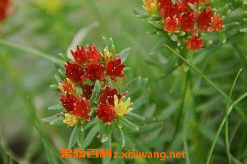 中药红经天的药用功效与作用